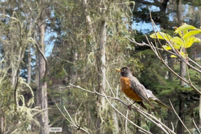 A bird rests on a tree branch at the Mount Sutro Open Space Reserve.