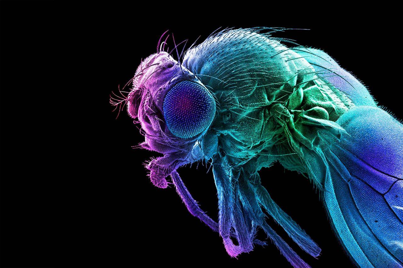 Photo of a fruit fly by a colored scanning electron micrograph.