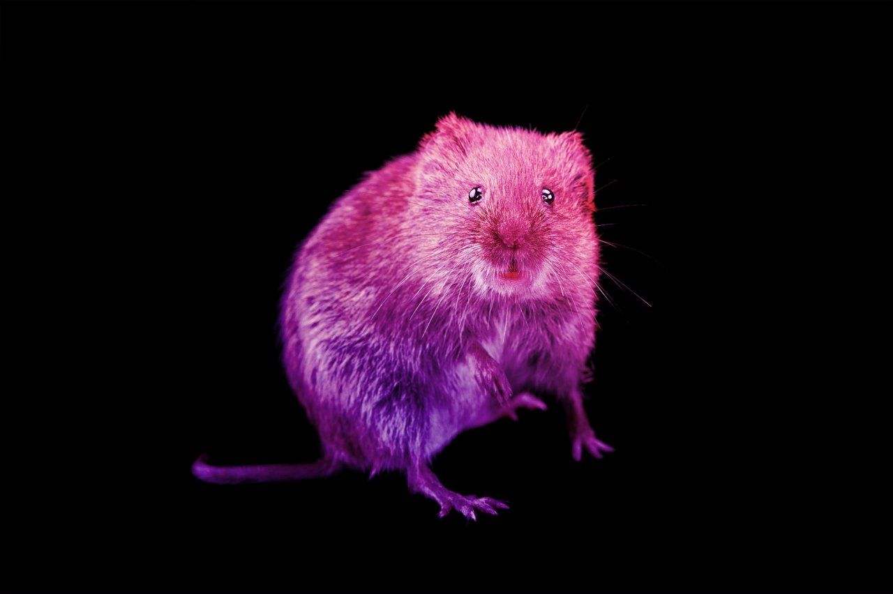 Photo of a prairie vole with bright colored lights on a black background.