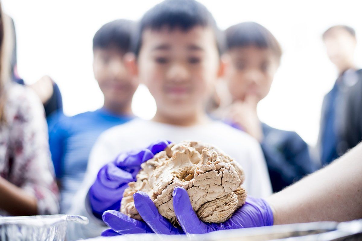 Neil Li, 6, examines a human brain at a UCSF exhibit