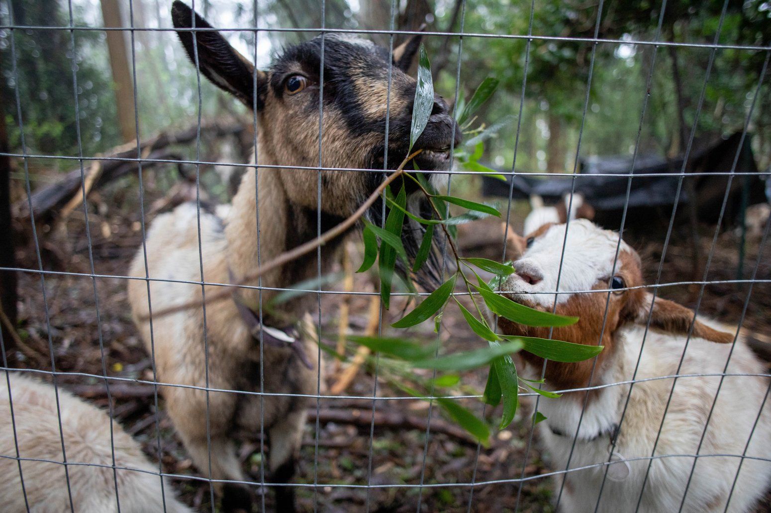 Two goats eating leaves behind a wire fence