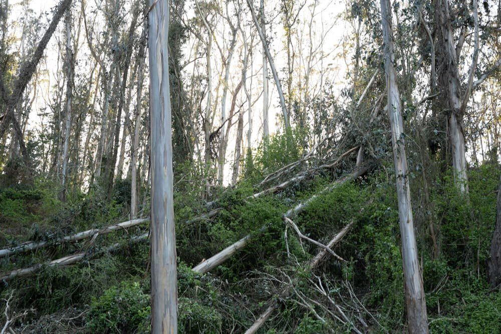 Fallen trees at Mount Sutro.