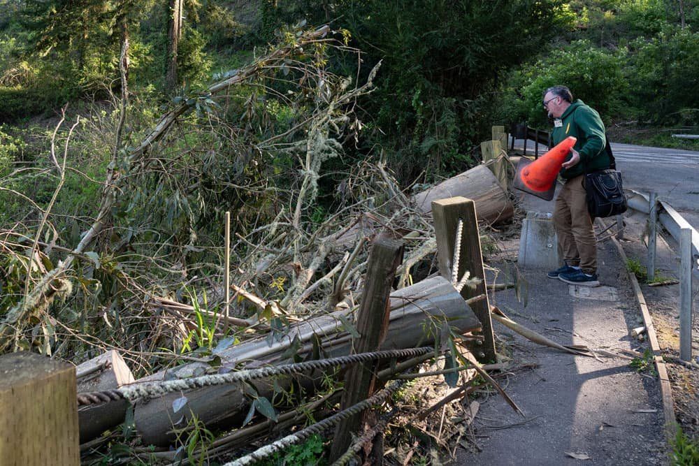 A man wearing a green sweater holds an orange traffic cone to mark off a dangerous area of fallen trees at Mount Sutro Open Space Reserve.