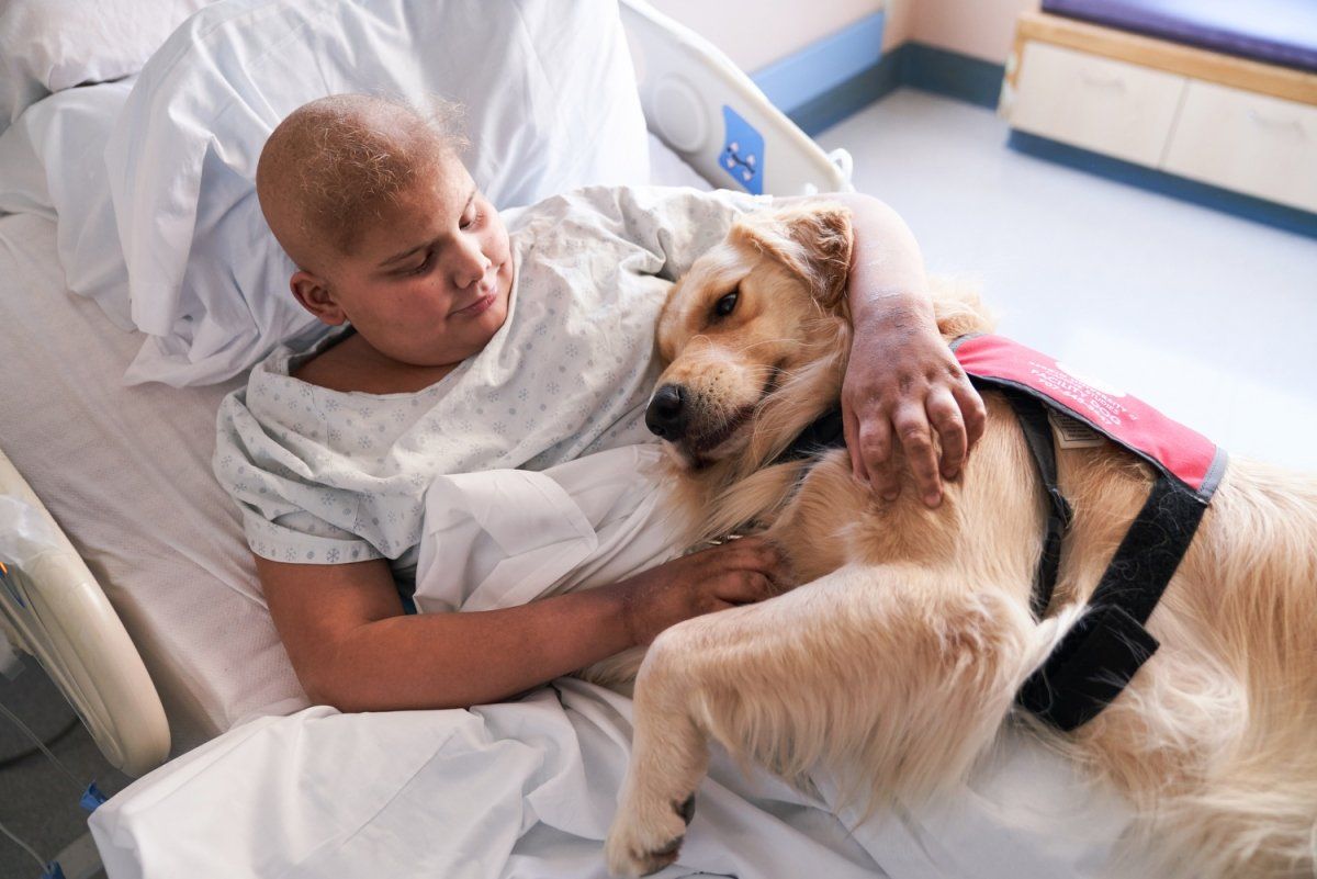 Therapy dog comforts an 11 year old cancer patient