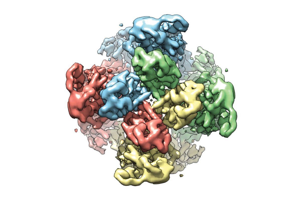 3D model of the TRPV1 protein
