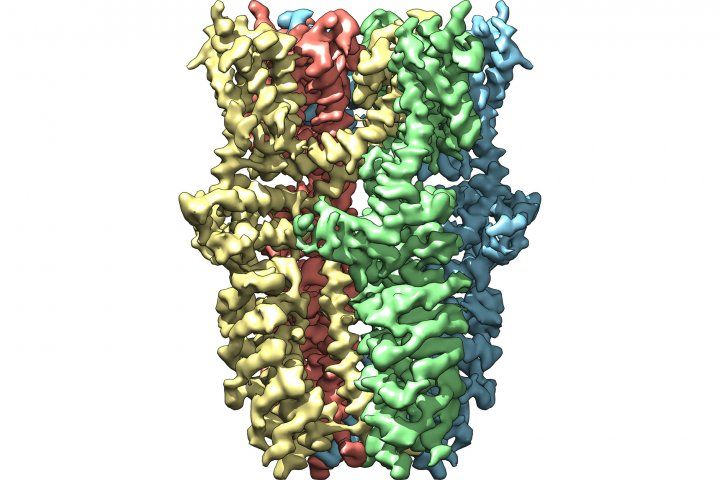 wasabi receptor show in microscopic detail