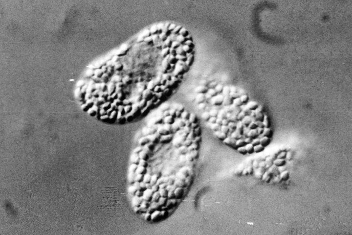 microscopic image of amebocytes