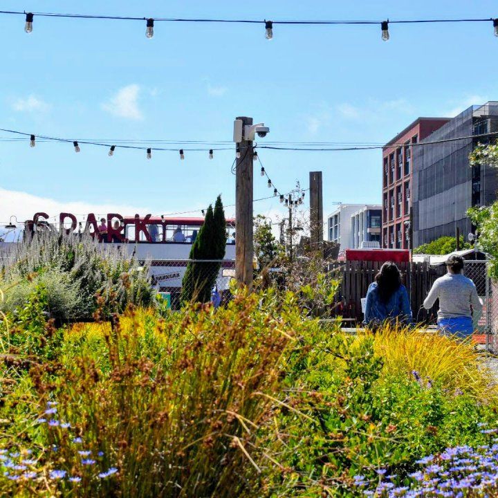 Vegetation and stringed lights before a SPARK sign