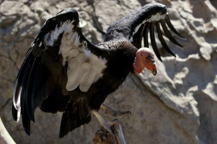 California Condor with wings raised