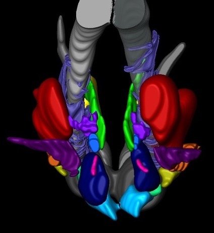 3-dimensional reconstruction of the human hypothalamus, where the sleep-awake system is located.