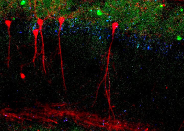 Fluorescence image showing various excitatory (red) and inhibitory (green) neurons within the hippocampus that are regulated by top-down signals from the prefrontal cortex.