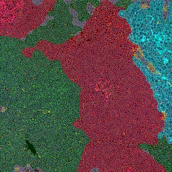 Imaging of cells in lymp nodes by dfiferent regions. Regions are marked in green, red, and blue