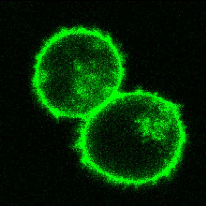 green fluorescent proteins