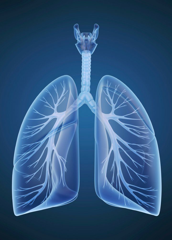 Illustration of lung vasculature