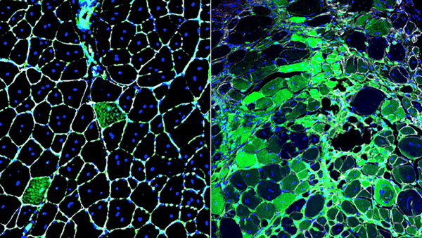 Science stem cell image. 