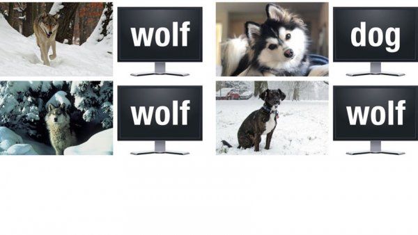 Photos of dogs and wolves identified by machine learning