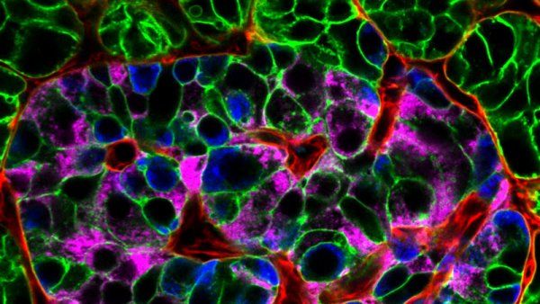 pancreas tissue science image