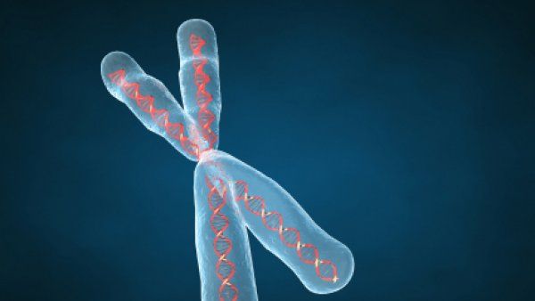 Illustration of chromosome.