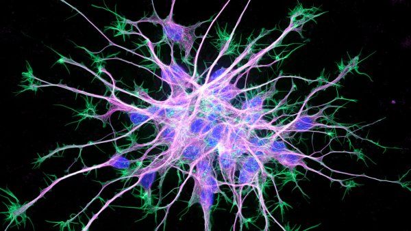 neuron stem cell