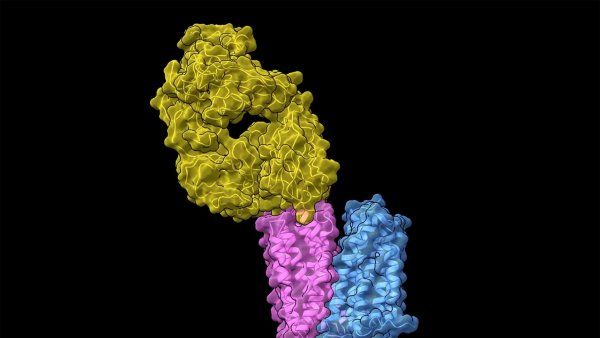 a cryro-EM image shows the glutamte protein