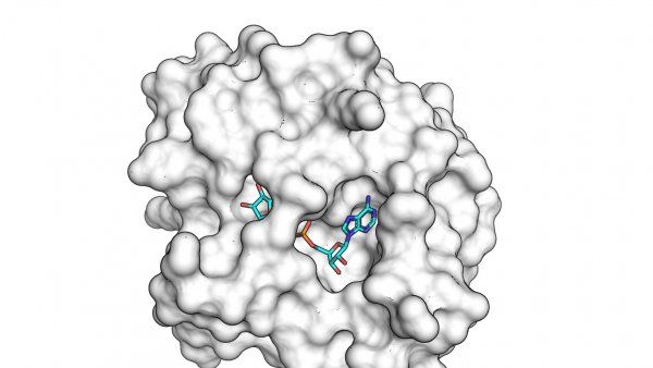 illustration of macro domain protein bound to small molecule fragments
