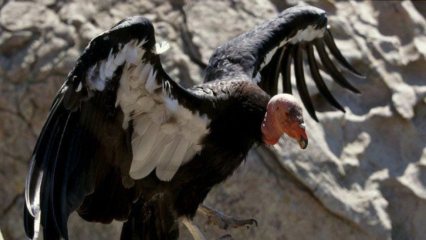California Condor with wings raised