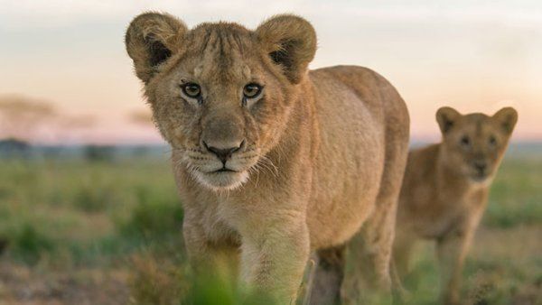 Two adolescent lion cubs 