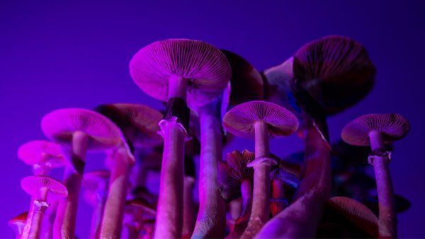 Psilocybin mushrooms