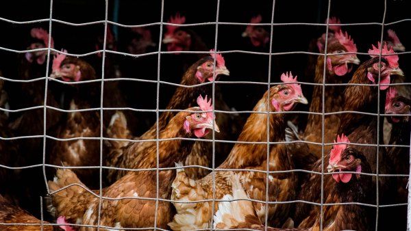 Chickens standing in a group behind wire mesh
