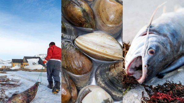 A triptych featuring a person in a red jacket pulling a seal over snow in Greenland, a close-up of Asari clams, and a dead catfish on a beach during a red tide.