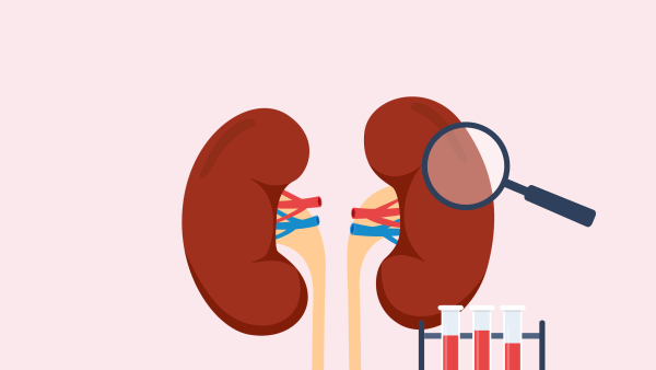 A digital illustration showing a pair of kindeys being examined by a magnifying glass, and vials of drawn blood.