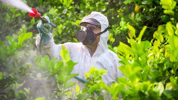 A person in protective gear sprays insecticide over plants.