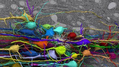 PCMI_Neurons_Harvard.jpg