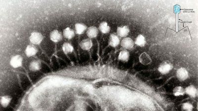 bacteriophage attack.jpg