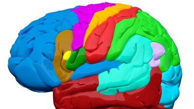 human-brain-color-illustration.jpg