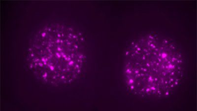Single-two-cell-mouse-embryos-with-nuclear-LINE1-RNA-labeled-magenta-Credit-Ramalho-Santos-lab.jpg