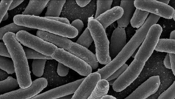 e_coli.jpg