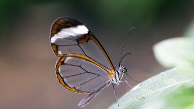 glasswing_butterfly.jpg