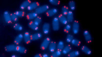 telomeres-nih.jpg