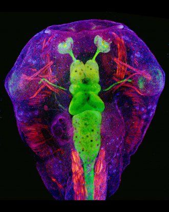 microscopic image of a tadpole showing its central nervous system