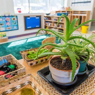 Plants on shelves brighten the classroom 