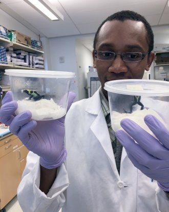 researcher holds two containers with poison frogs