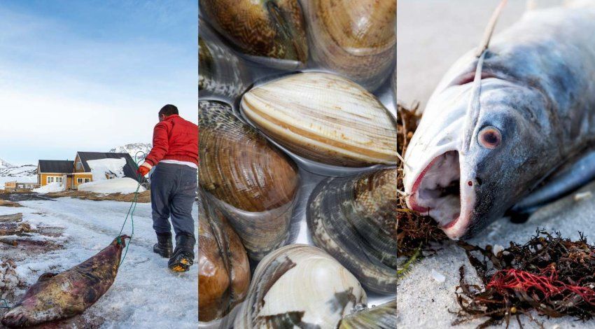 A triptych featuring a person in a red jacket pulling a seal over snow in Greenland, a close-up of Asari clams, and a dead catfish on a beach during a red tide.