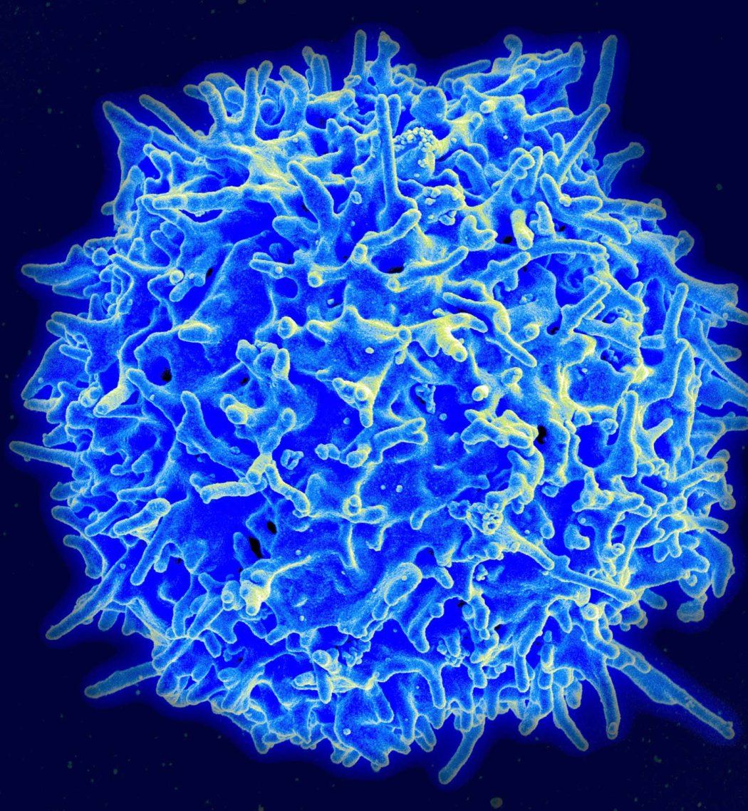 Microscopy of a spherical T Cell