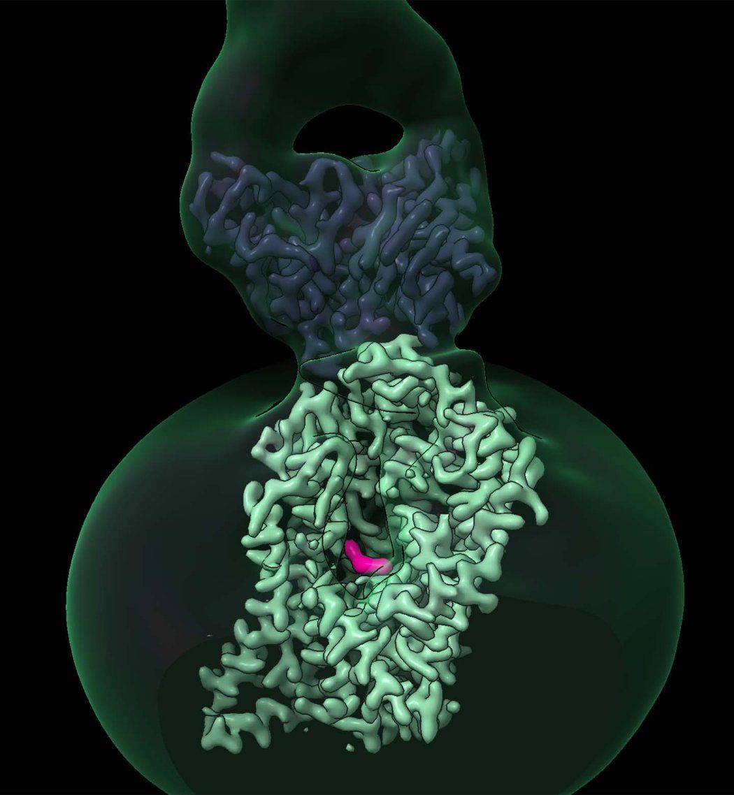 A cryo-EM image of the serotonin transporter (SERT), shown in green, with the new drug molecule, ‘8090, shown in pink. 