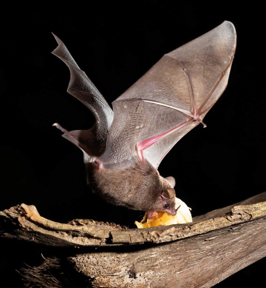 A fruit bat swooping down to eat a fruit on a tree branch.