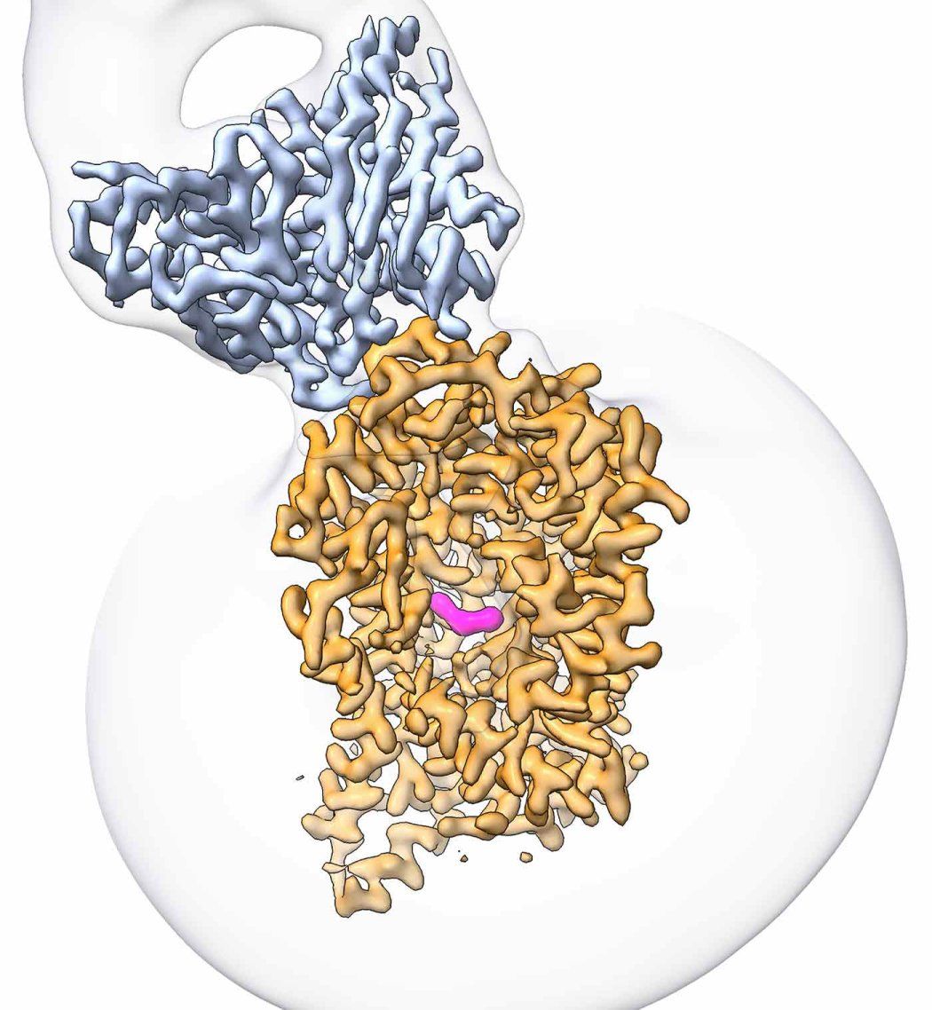 A cryo-EM image of the serotonin transporter (SERT), shown in yellow, with the new drug molecule, ‘8090, shown in pink. 