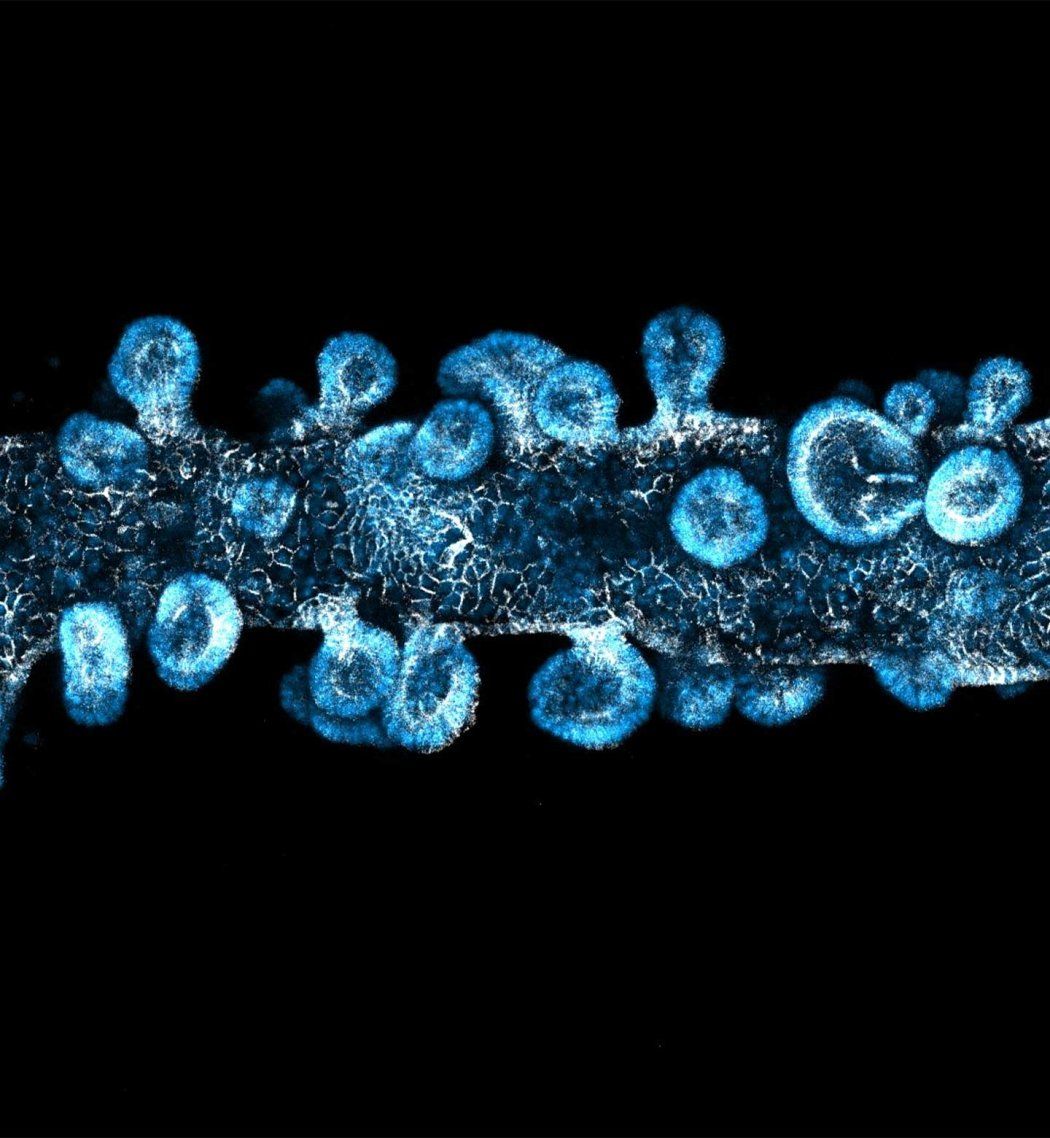 A fluorescent microscope image of a bioprinted intestinal organoid tube featuring blue stem cell markers and budding structures against a black background.