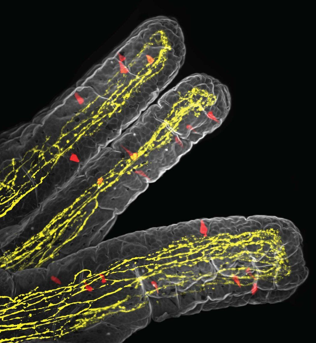 A microscopic image shows several finger-like structures called villi against a black background. The villi are filled with a glowing yellow network, and small, red almond-shaped cells—known as tuft cells—are scattered throughout the network.