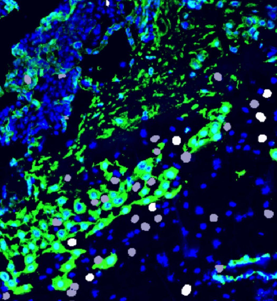 A high-resolution view of cells connecting mother and fetus, offering new clues to pregnancy health and complications.